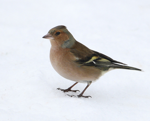 VINK