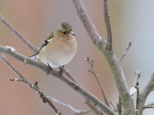 VINK