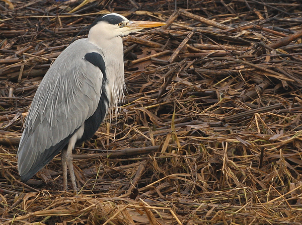 BLAUWE REIGER