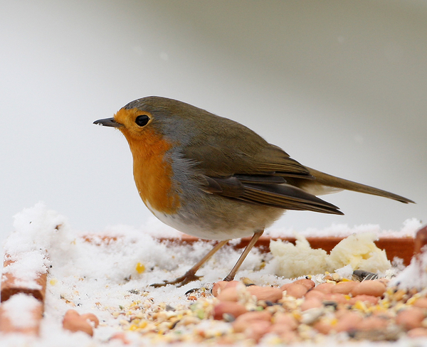 ROODBORST