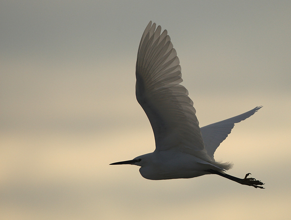 KLEINE ZILVERREIGER