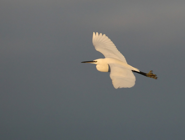 KLEINE ZILVERREIGER