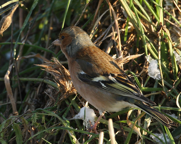 VINK