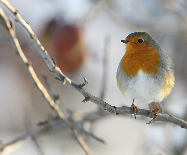 ROODBORST