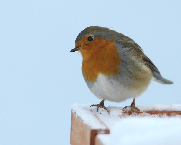 ROODBORST