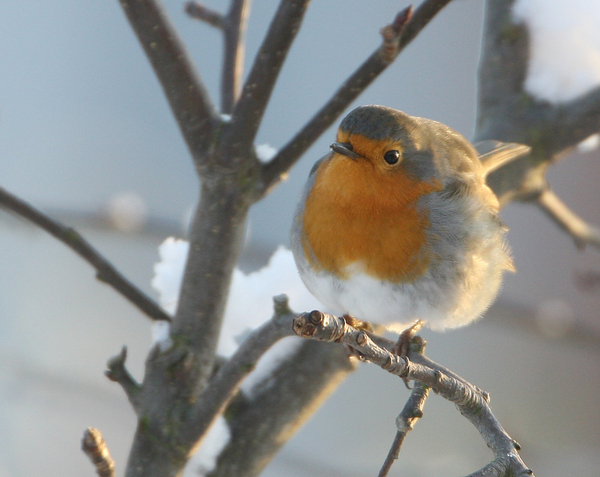 ROODBORST