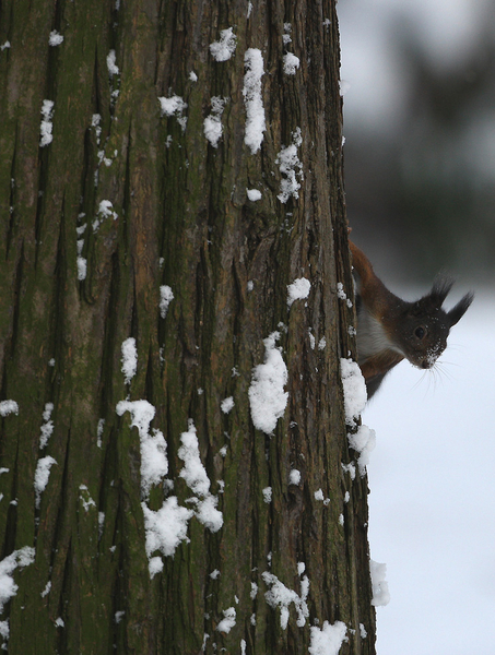 EURAZIATISCHE RODE EEKHOORN