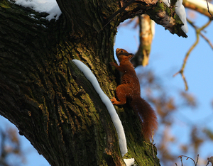 EURAZIATISCHE RODE EEKHOORN