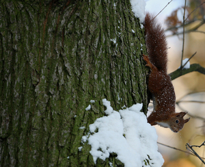 EURAZIATISCHE RODE EEKHOORN