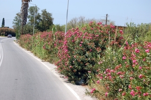 381  Rodos - Lindos