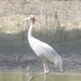 kraanvogel in Barathpur