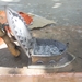 jodhpur kleermaker op straat