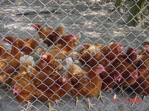 foto's van weekje vacantie in zeeland ( zoutelande ) 016_640x480