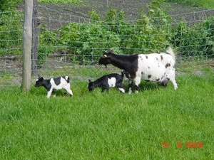 foto's van weekje vacantie in zeeland ( zoutelande ) 058_640x480
