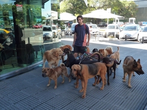 1c Buenos Aires _Palermo _hondenwandelaar bij Rond Point _P106041