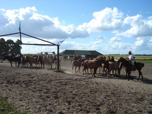 1k Campana _Gaucho farm, Estancia Santa Susana _paardenshow _DSC0