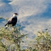 2b El Calafate---Los Glaciares NP _Caracara _DSC05 (10)