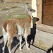 2b El Calafate---Los Glaciares NP _Estancia Tio Mitre _Guanaco _P