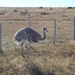 2b El Calafate---Los Glaciares NP _Estancia Tio Mitre _Nandu _P10