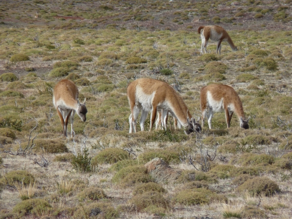 3c Torres del Paine NP _Guanaco _P1000181