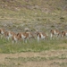 3c Torres del Paine NP _Guanaco _P1000183