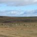 3x Puerto Natales__Punta Arenas _schapen  _DSC03518