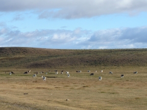 3x Puerto Natales__Punta Arenas _schapen  _DSC03518