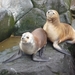 5c Beagle kanaal cruise _Isla de Los Lobos _met zeeleeuwen _P1050