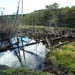 5g Isla Martillo   pinguin eiland _omg. _dode bomen door beverdam