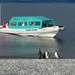 5g Isla Martillo  -pinguin eiland -zodiac boot _P1000348