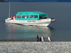 5g Isla Martillo  -pinguin eiland -zodiac boot _P1000348