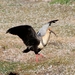 5g Isla Martillo -bleekgeel genekte ibis _DSC18 (33)