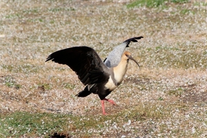 5g Isla Martillo -bleekgeel genekte ibis _DSC18 (33)