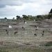 5g Isla Martillo -hoogland ganzen  en pinguins _P1060087