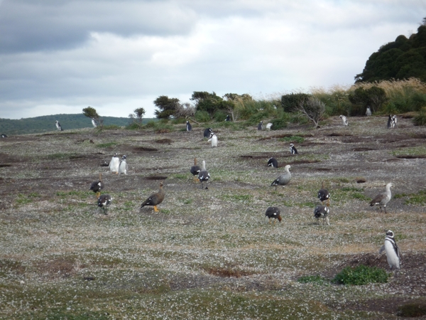 5g Isla Martillo -hoogland ganzen  en pinguins _P1060087