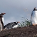 5g Isla Martillo _Gentoo of koningspinguins  _DSC18 (25)