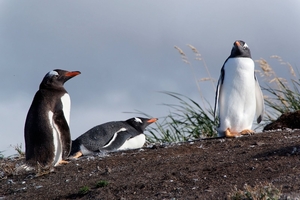 5g Isla Martillo _Gentoo of koningspinguins  _DSC18 (25)