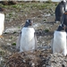 5g Isla Martillo _Gentoo of koningspinguins  _P1000329