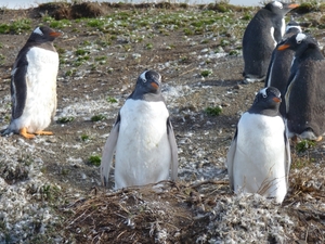 5g Isla Martillo _Gentoo of koningspinguins  _P1000329