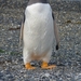 5g Isla Martillo _Gentoo of koningspinguins  _P1000337