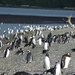 5g Isla Martillo _Magelhaenpinguins en Gentoo of koningspinguins 