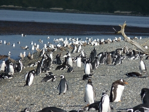 5g Isla Martillo _Magelhaenpinguins en Gentoo of koningspinguins 