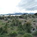 5g Isla Martillo _Magelhaenpinguins en Gentoo of koningspinguins 