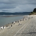 5g Isla Martillo _Magelhaenpinguins en Gentoo of koningspinguins 