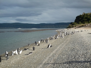 5g Isla Martillo _Magelhaenpinguins en Gentoo of koningspinguins 