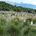 5g Isla Martillo _Magelhaenpinguins _ broedplaatsen _P1000344