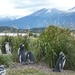 5g Isla Martillo _Magelhaenpinguins _ broedplaatsen _P1000345