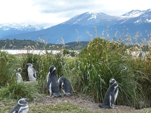 5g Isla Martillo _Magelhaenpinguins _ broedplaatsen _P1000345