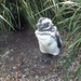 5g Isla Martillo _Magelhaenpinguins _ broedplaatsen _P1060117