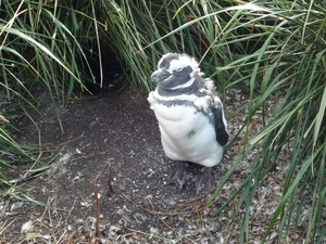 5g Isla Martillo _Magelhaenpinguins _ broedplaatsen _P1060117